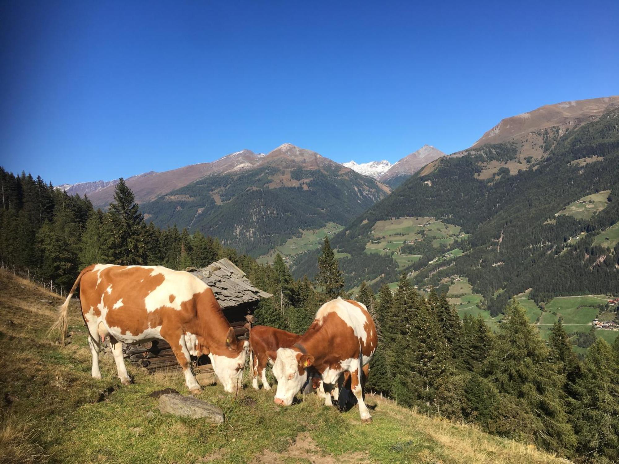 Ferienwohnung Suntinger Mörtschach Buitenkant foto
